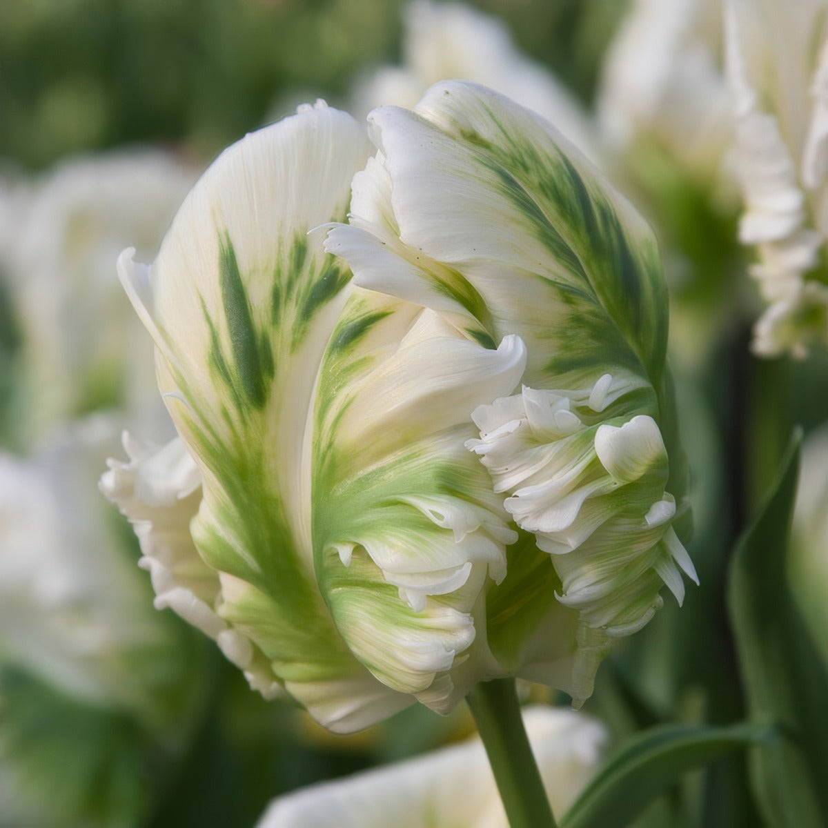 Tulip Super Parrot Pktulspa 2026 - Garden Express Australia