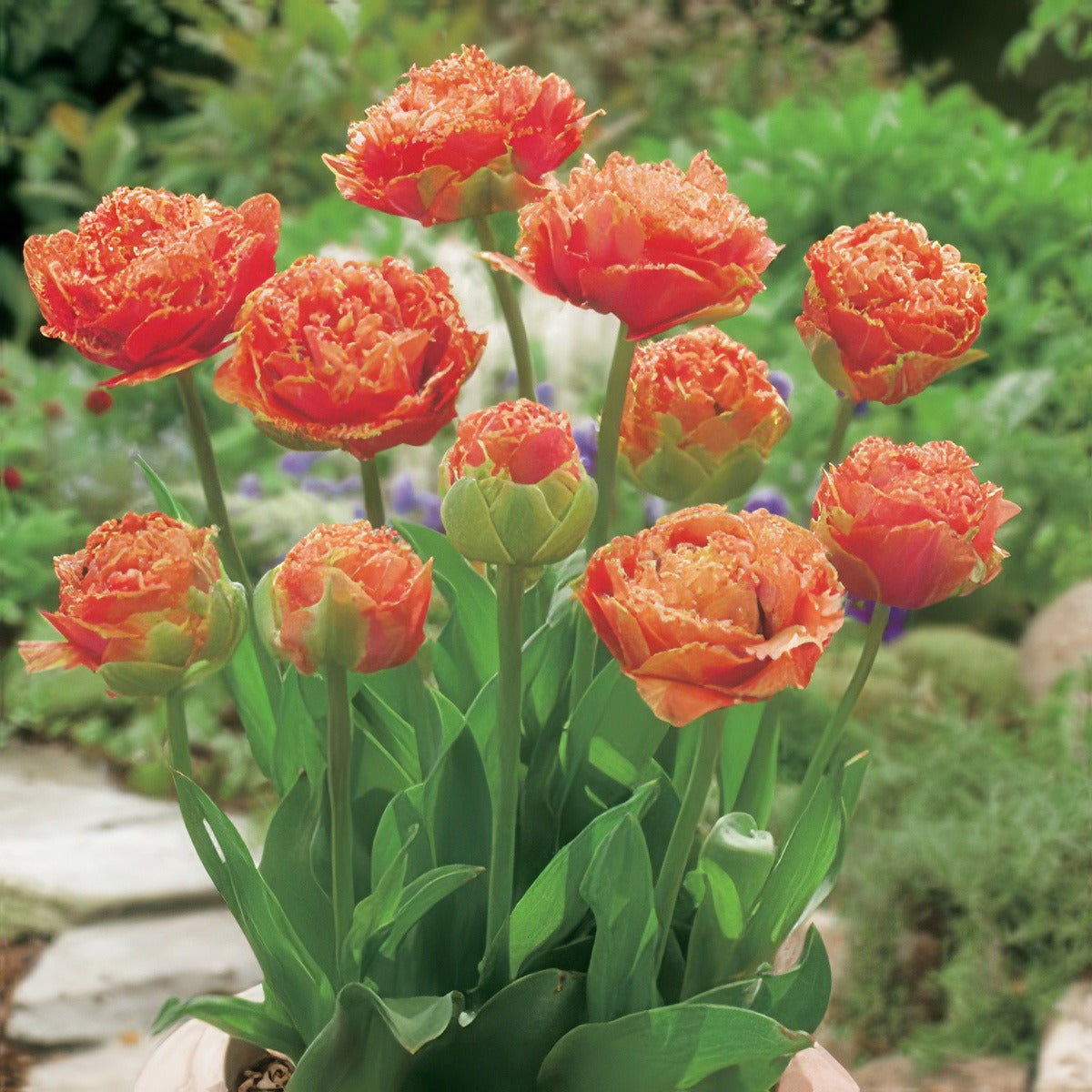 Tulip Sensual Touch Pktulsto 2017 - Garden Express Australia