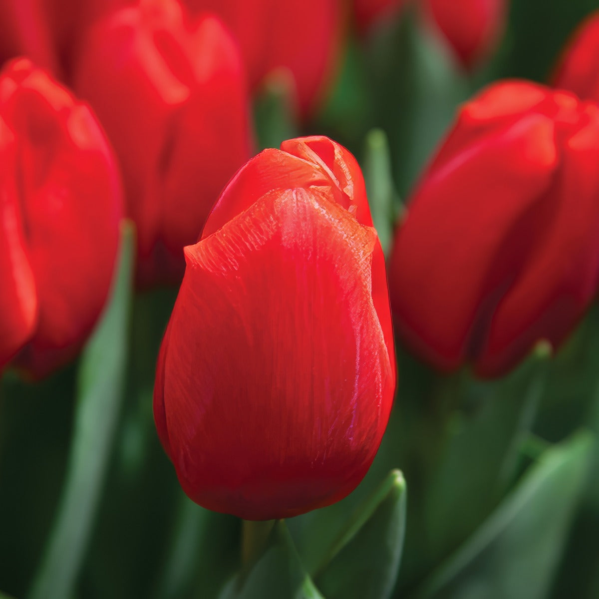 Tulip Surrender Pktulsur - Garden Express Australia
