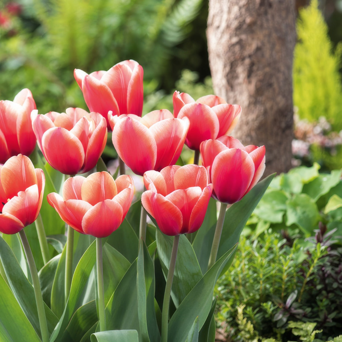 Tulip Timeless 2 Pktultim 2026 - Garden Express Australia