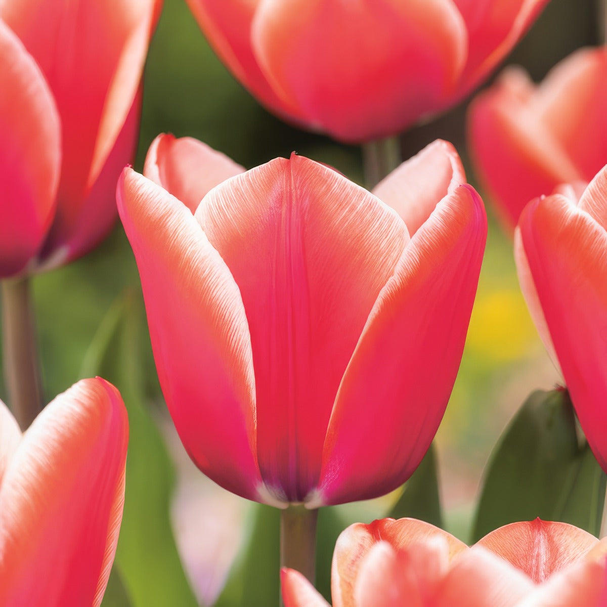Tulip Timeless Pktultim - Garden Express Australia
