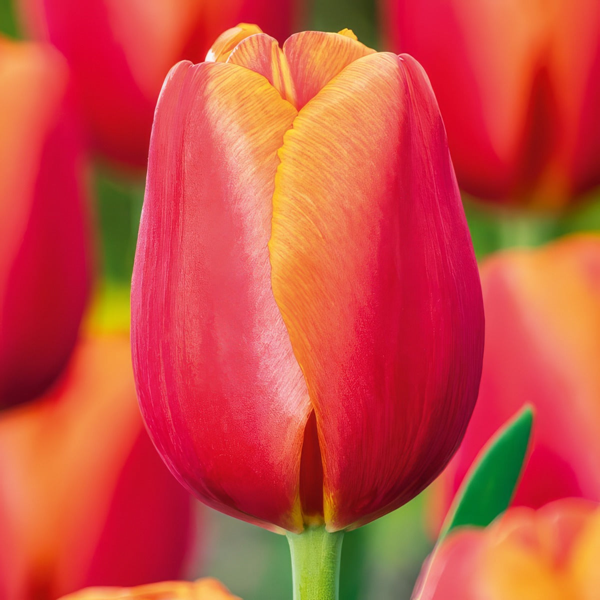 Tulip Time Out 3 Pktultou 2026 - Garden Express Australia