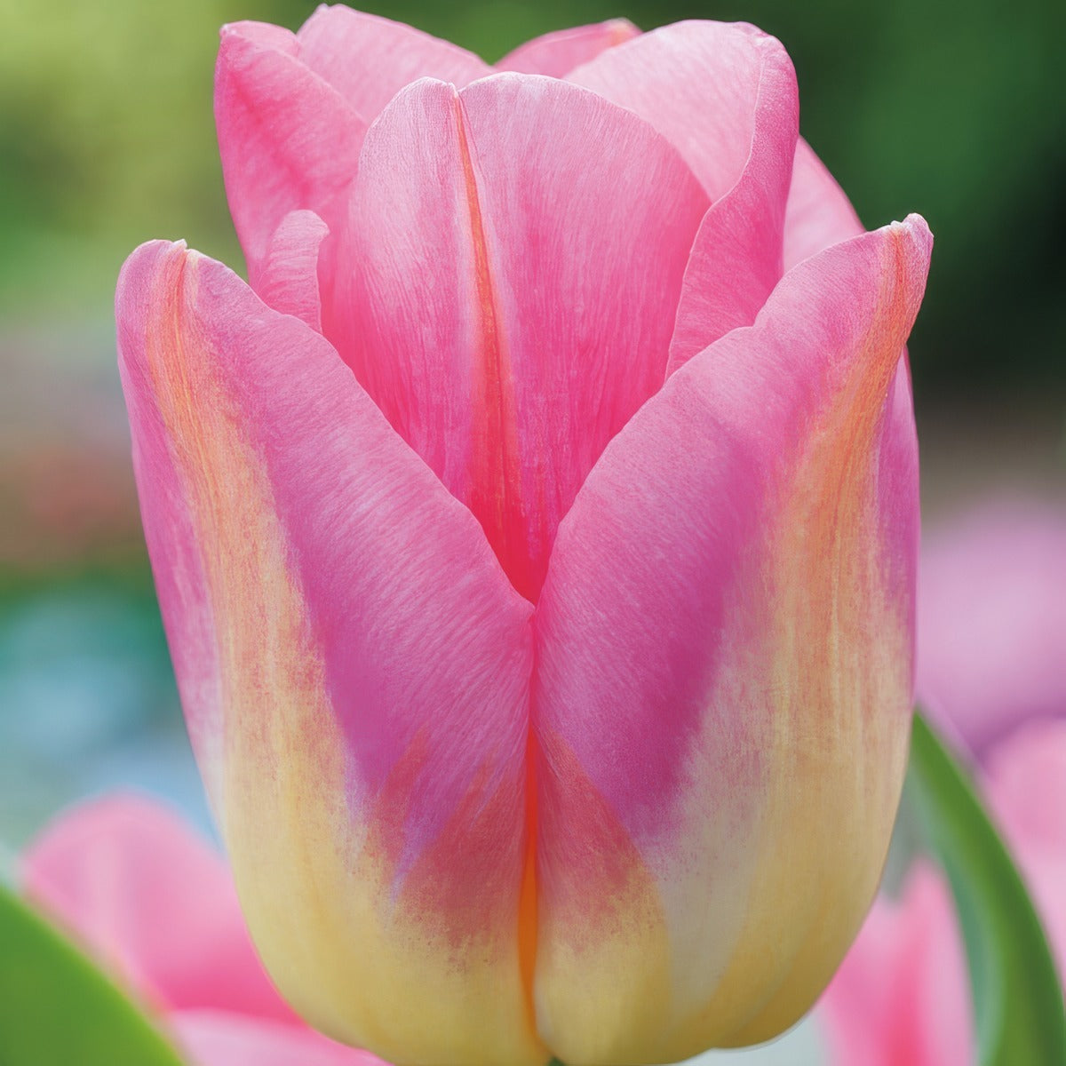 Tulip Tom Pouce 2 Pktultpo 2026 - Garden Express Australia