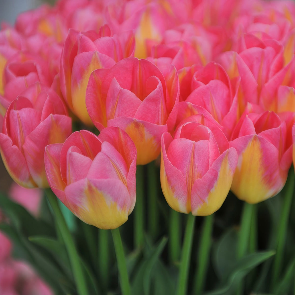 Tulip Tom Pouce Pktultpo 2026 - Garden Express Australia