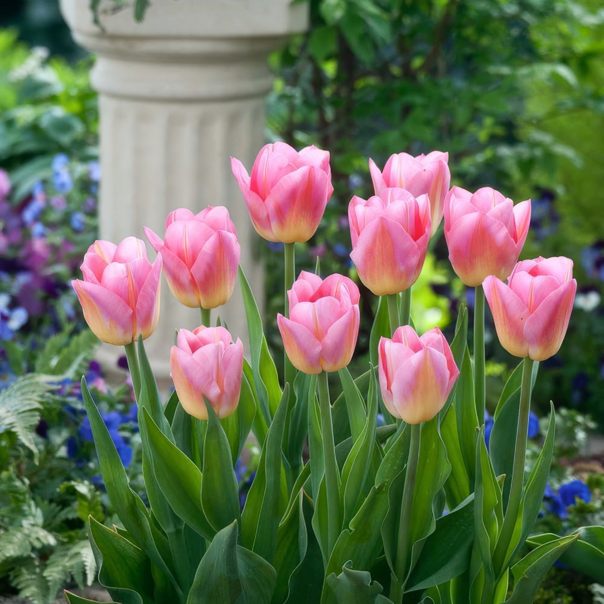 Tulip Tom Pouce 4 Pktultpo 2026 - Garden Express Australia