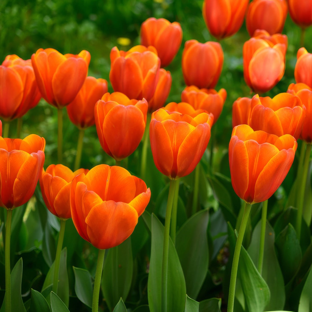 Tulip Triple A 2 Pktultra 2026 - Garden Express Australia