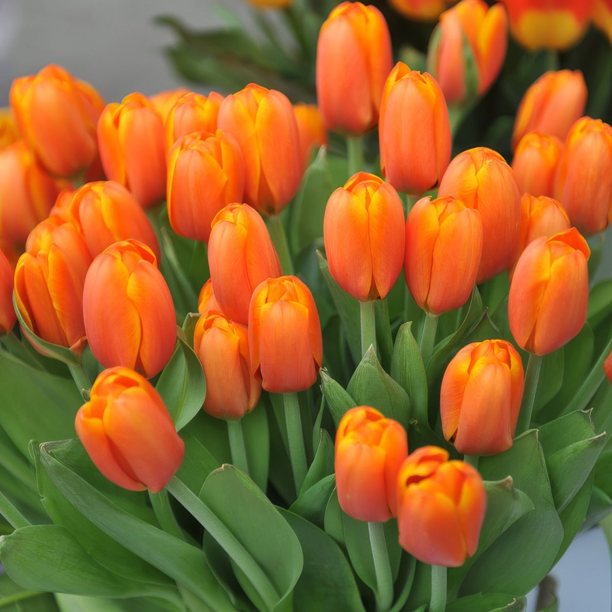 Tulip Triple A Pktultra 2026 - Garden Express Australia