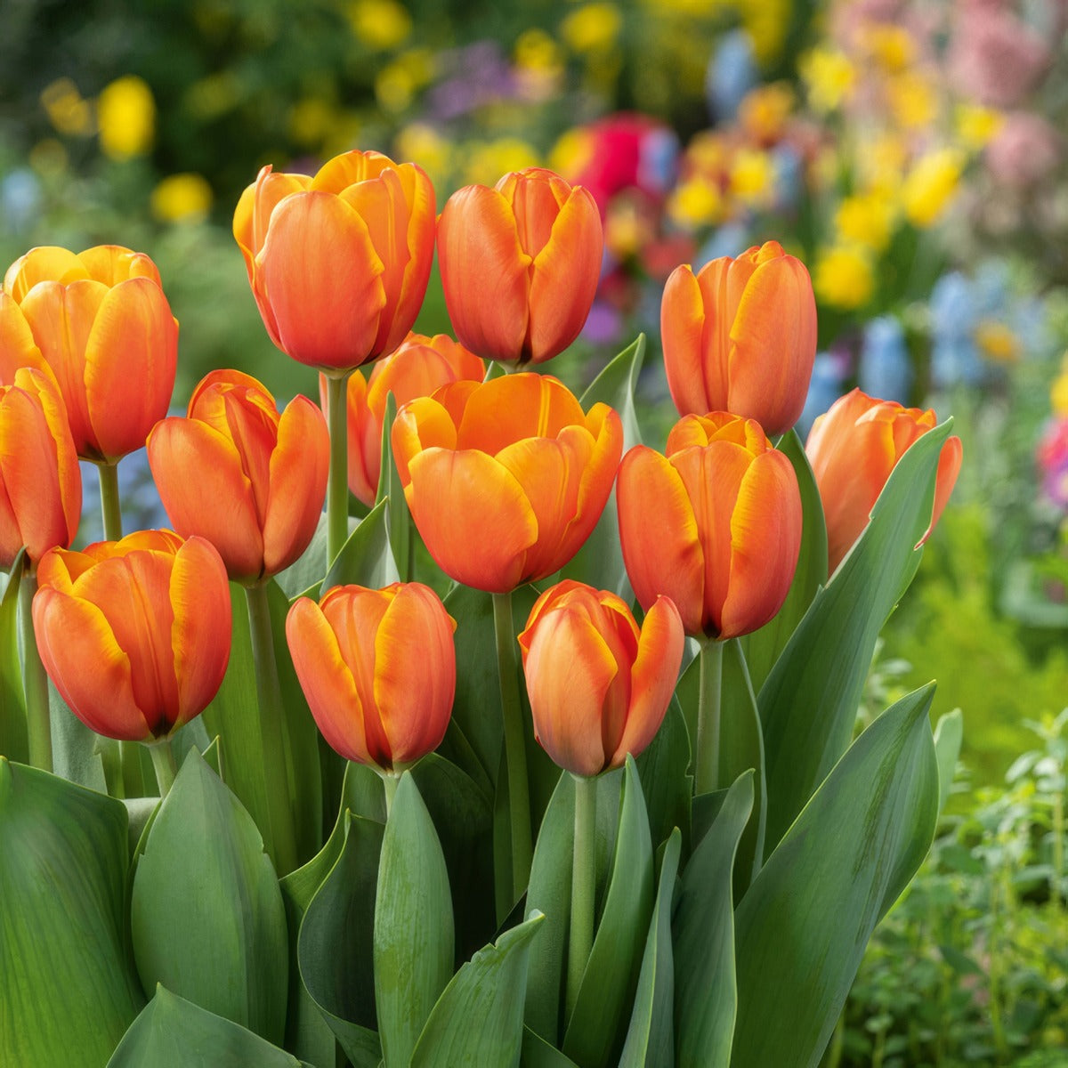 Tulip Triple A 4 Pktultra 2026 - Garden Express Australia