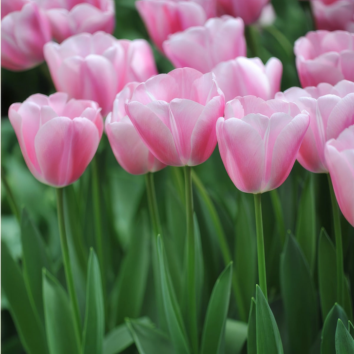 Tulip Tresor Pktultre 2026 - Garden Express Australia