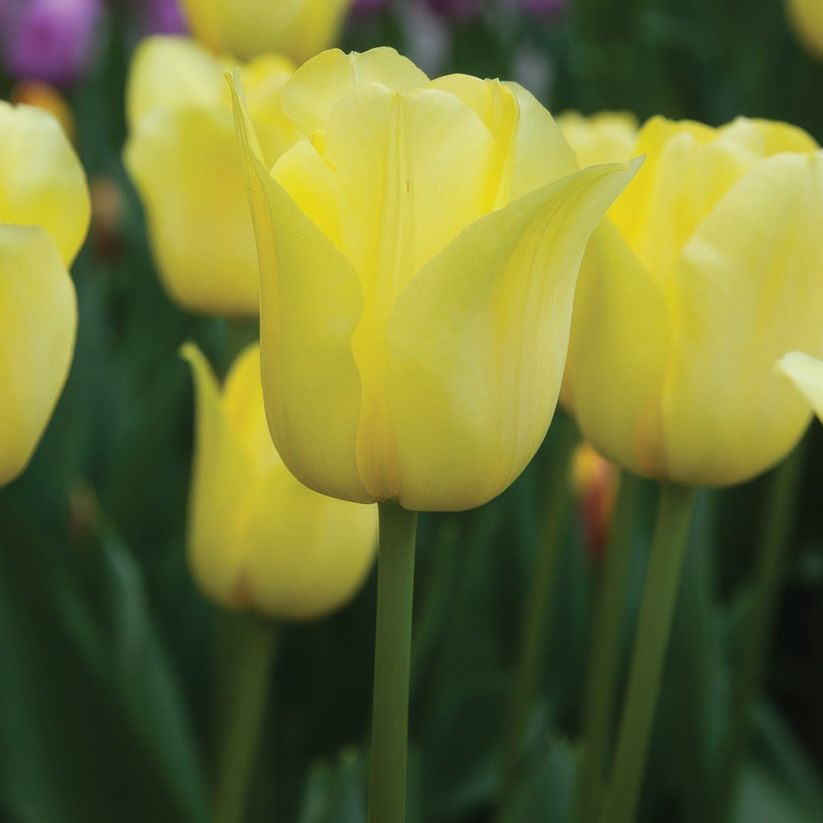 Tulip World Friendship Pktulwfr - Garden Express Australia
