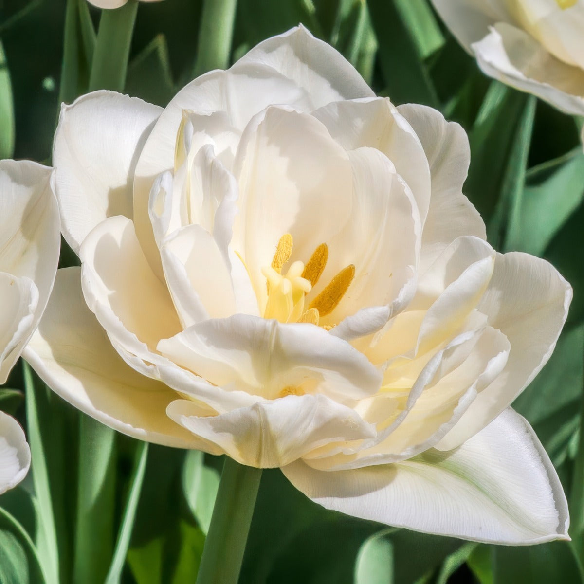 Tulip White Heart 2 Pktulwhe 2026 - Garden Express Australia