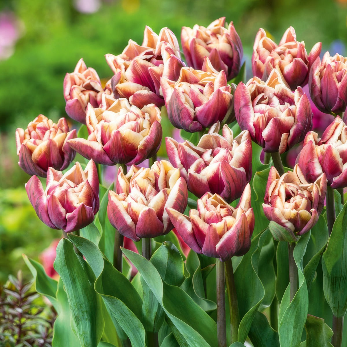 Tulip Wyndham Pktulwyn 2026 - Garden Express Australia