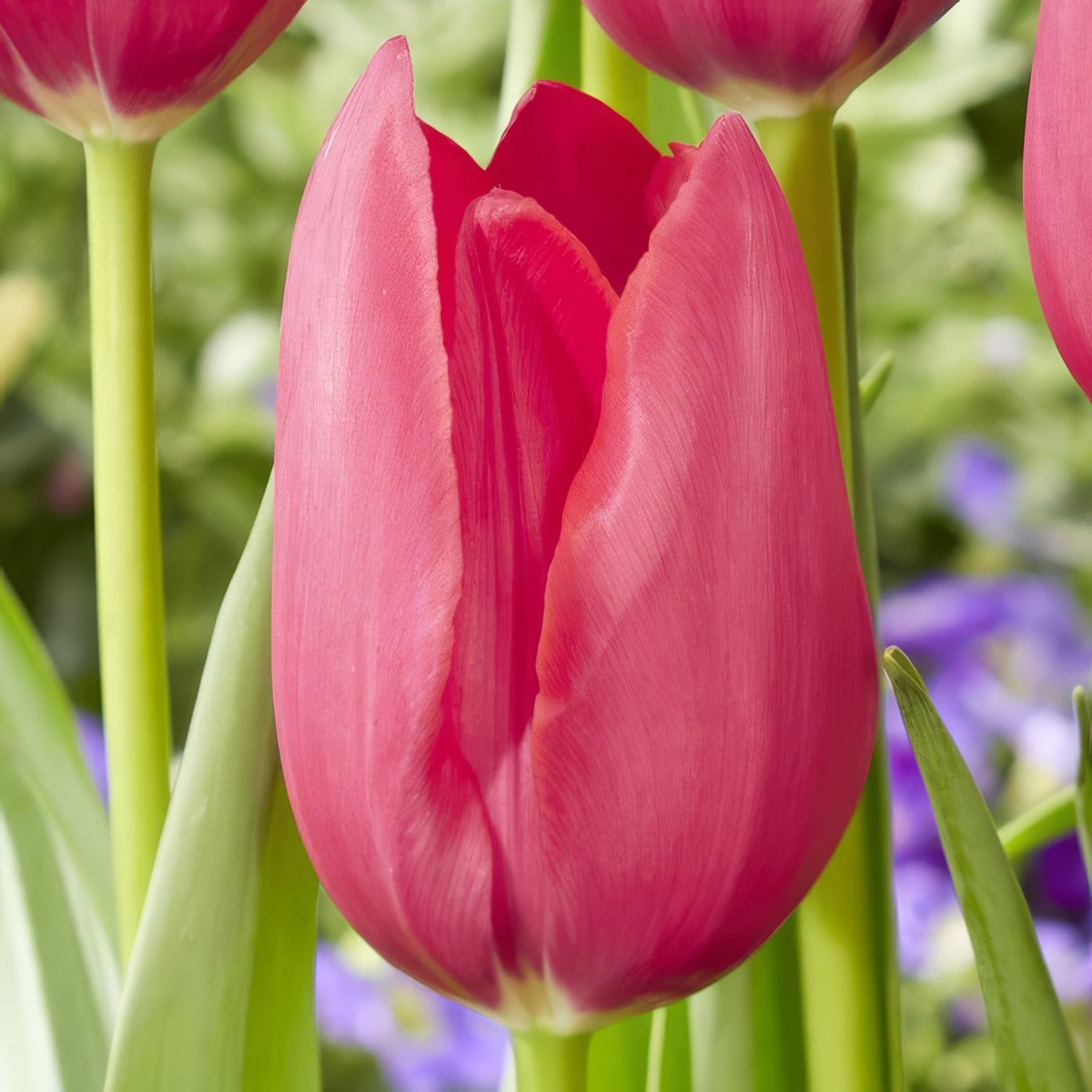 Tulip Yosemite Pktulyos 2026 - Garden Express Australia