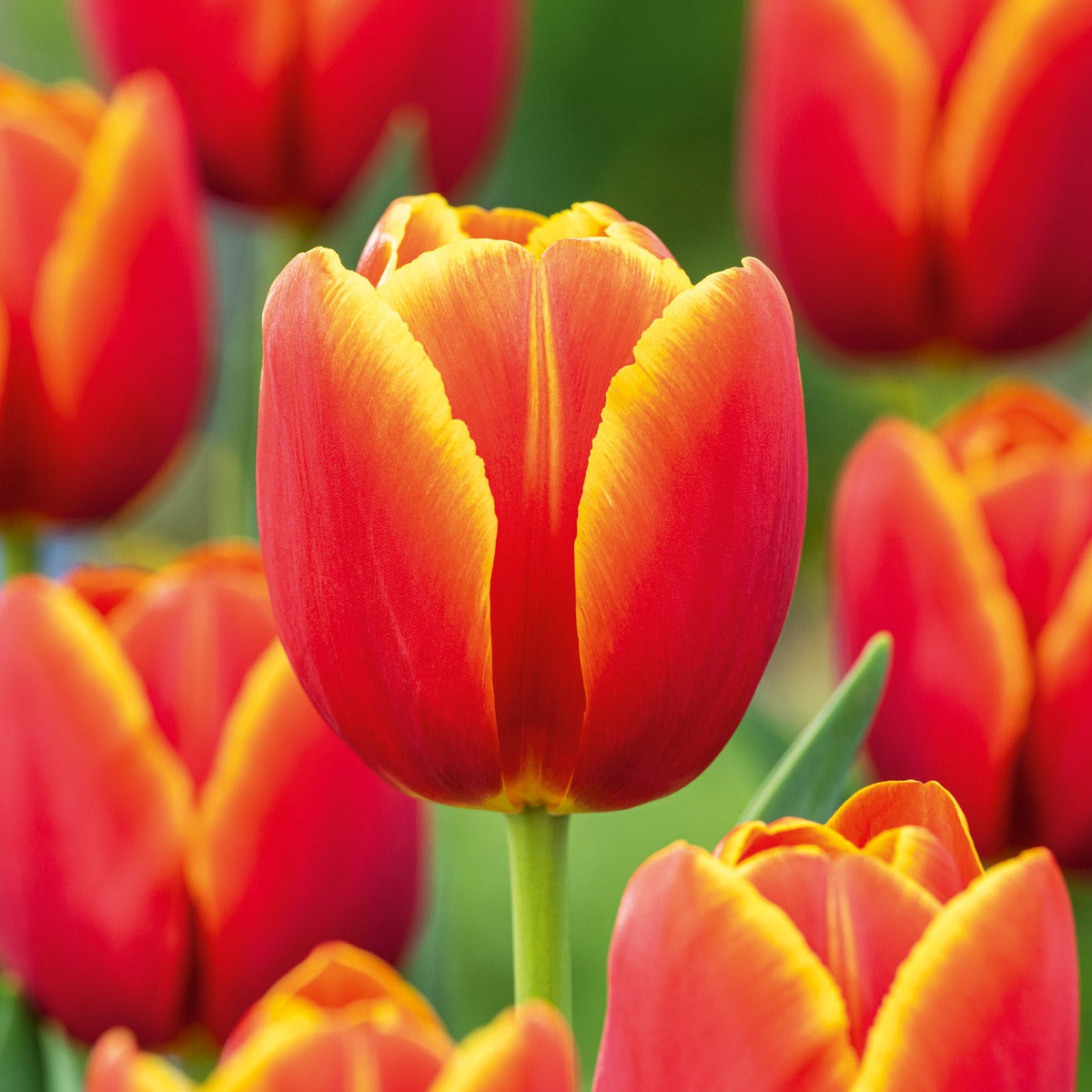 Tulip Verandi 2 Pktulver 2025 - Garden Express Australia