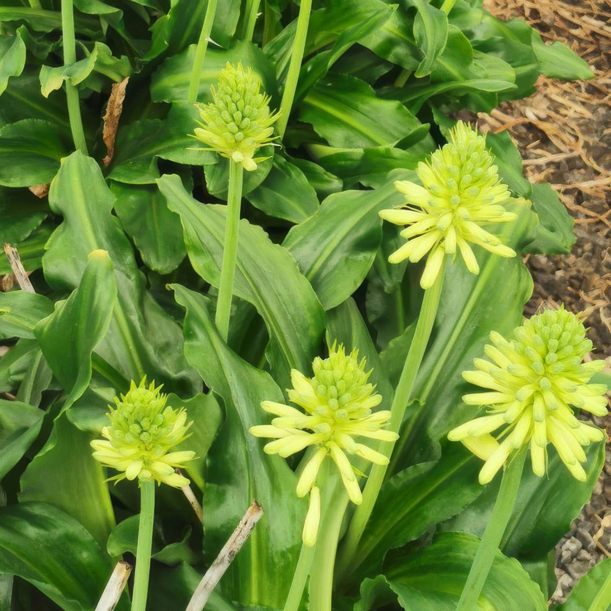 Veltheimia Bracteata Lemon Forest Lily Pkvelbra - Garden Express Australia