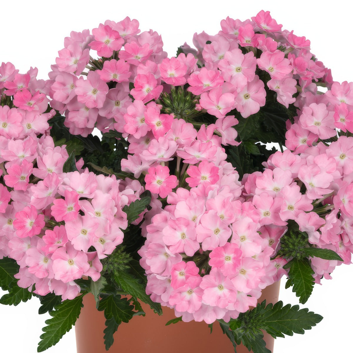 Verbena Lindolena Pink - Garden Express Australia