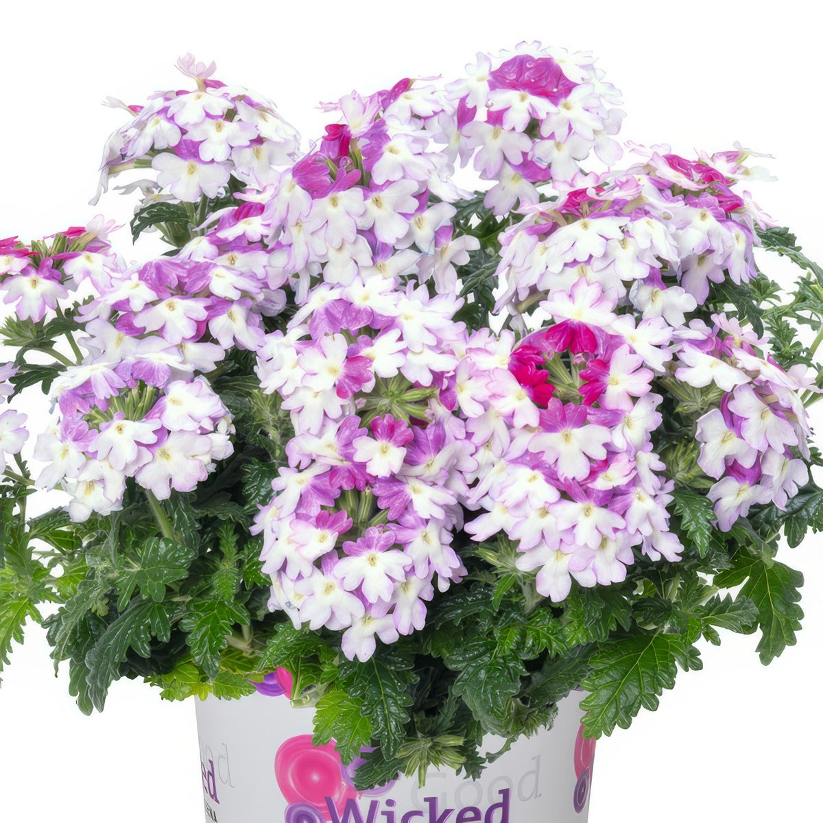 Verbena Wicked Magenta - Garden Express Australia