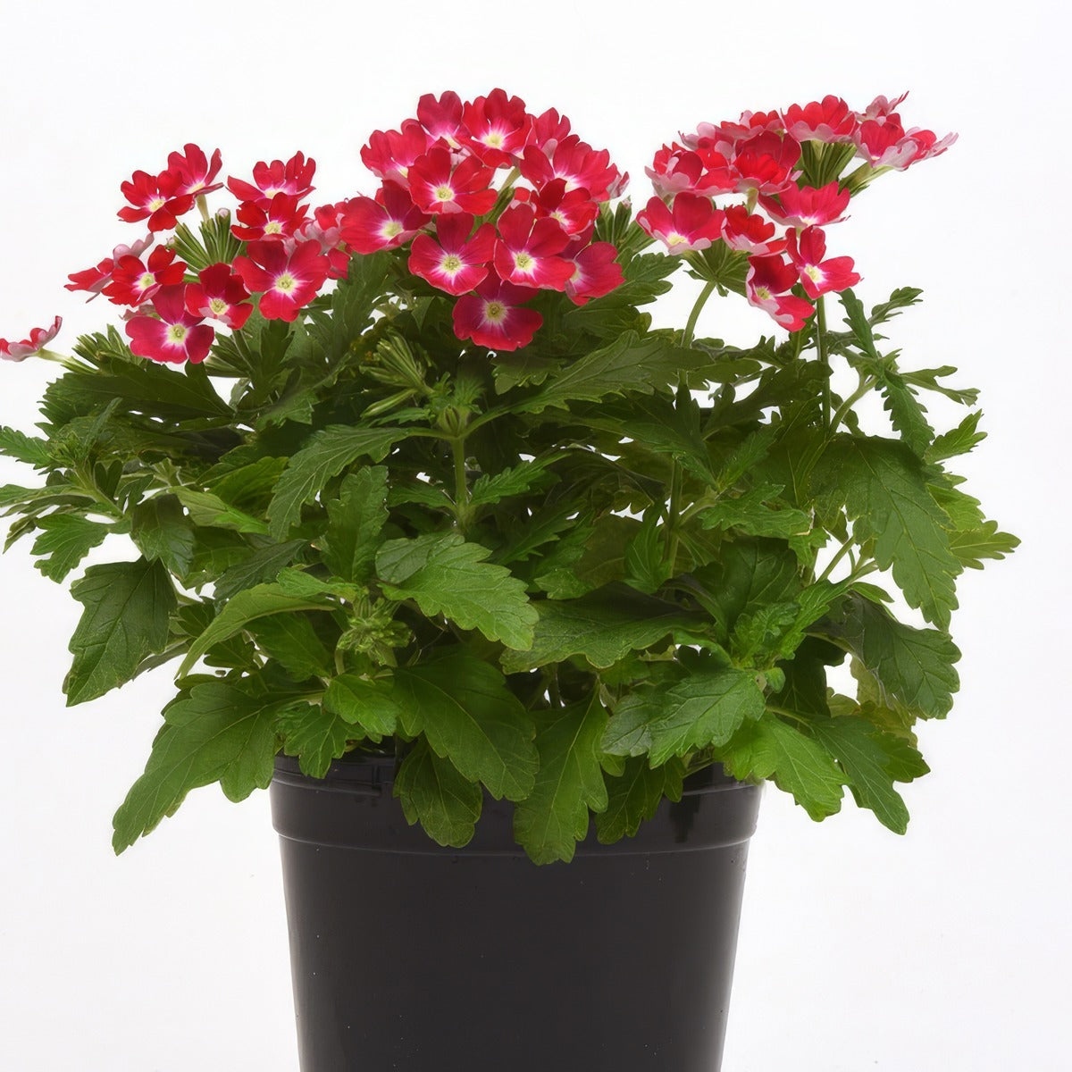 Verbena Cadet Magenta Wink - Garden Express Australia