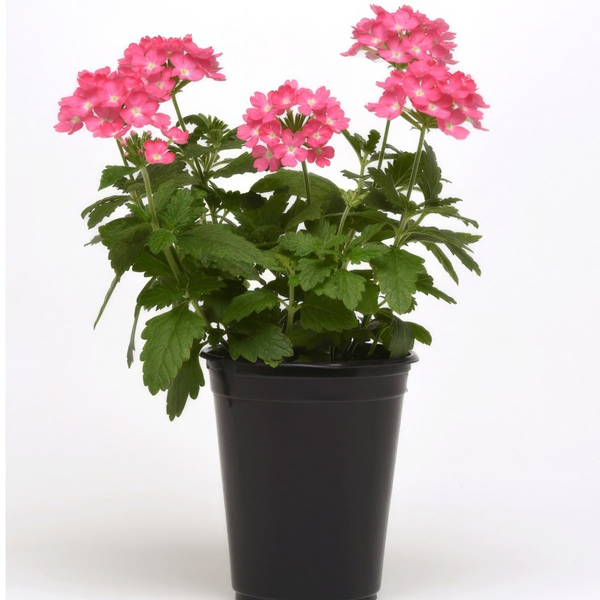 Verbena Cadet Pink - Garden Express Australia