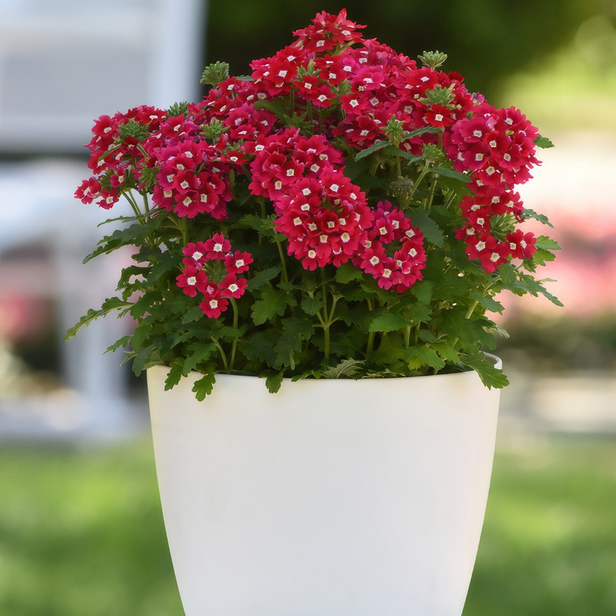 Verbena Cadet Red P75vercrd - Garden Express Australia