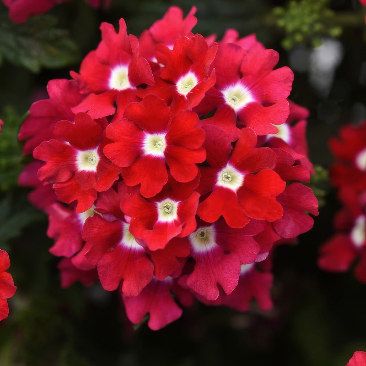 Verbena Cadet Red - Garden Express Australia
