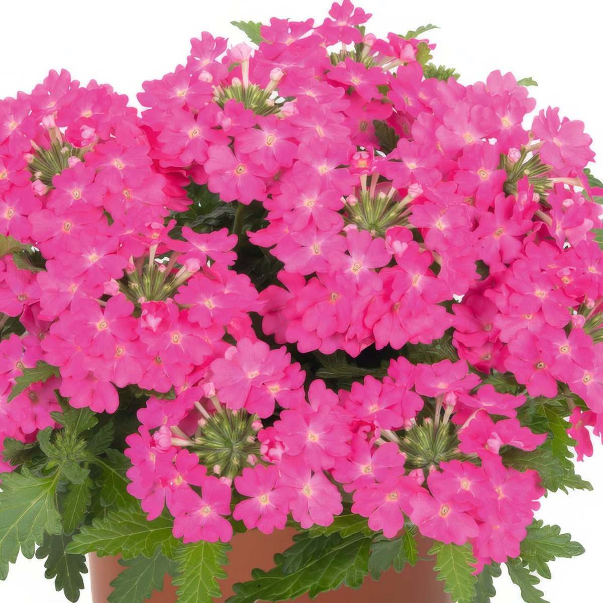 Verbena Lindolena Hot Pink - Garden Express Australia