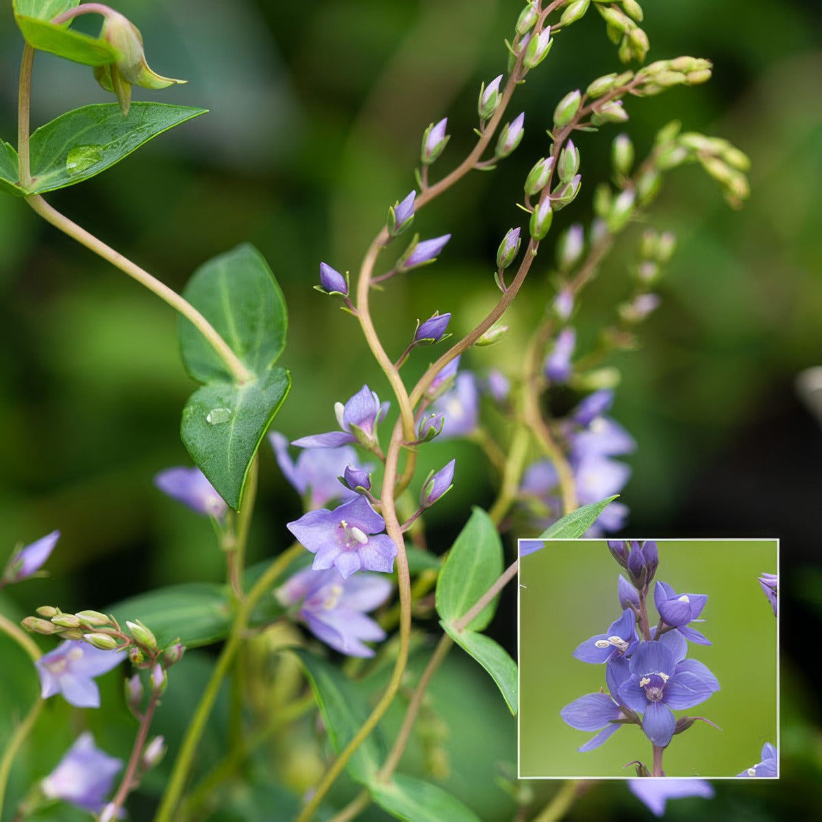 Veronica Diggers Speedwell Pplverdsp 1 - Garden Express Australia