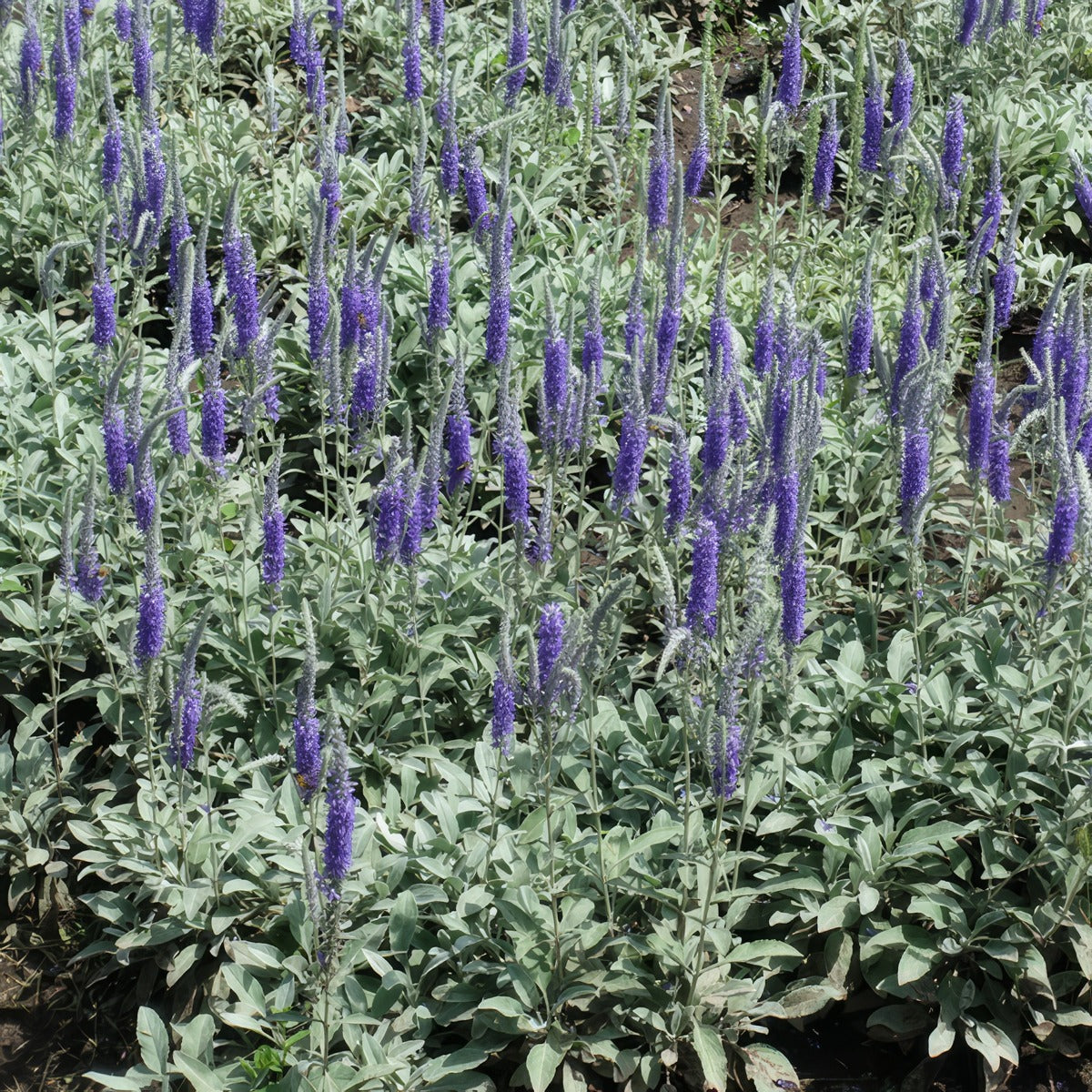 Veronica Spicata Blue - Garden Express Australia