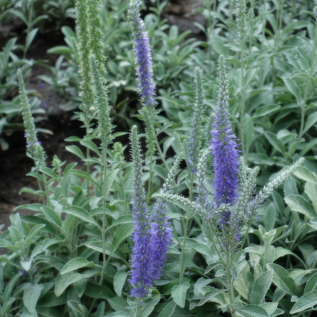 Veronica Spicata Blue P68verblu - Garden Express Australia