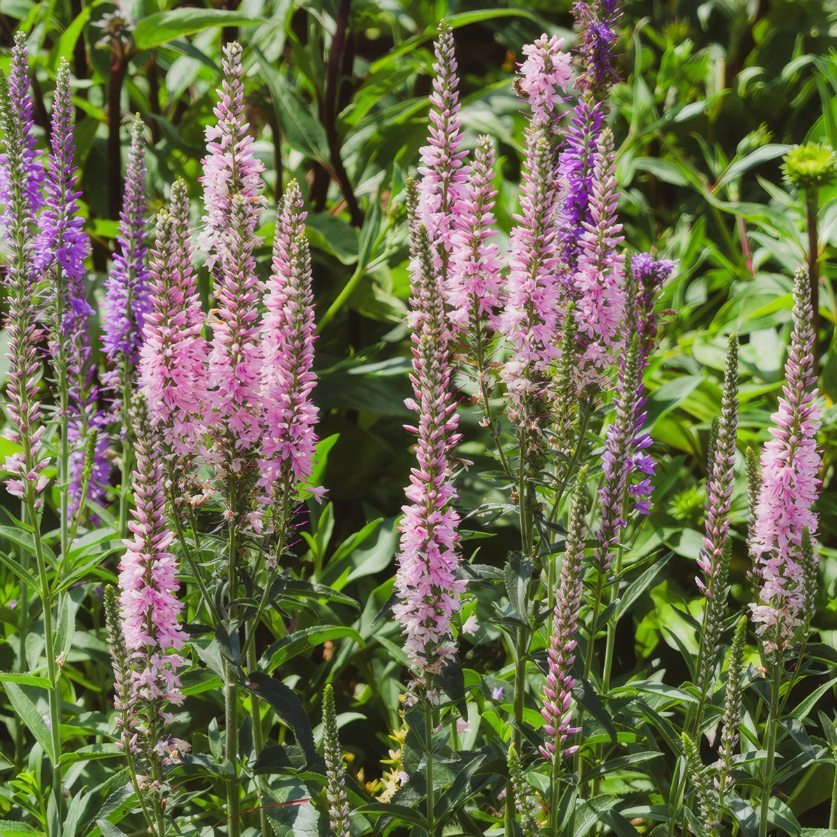 Veronica Spicata Pink P68verpnk - Garden Express Australia