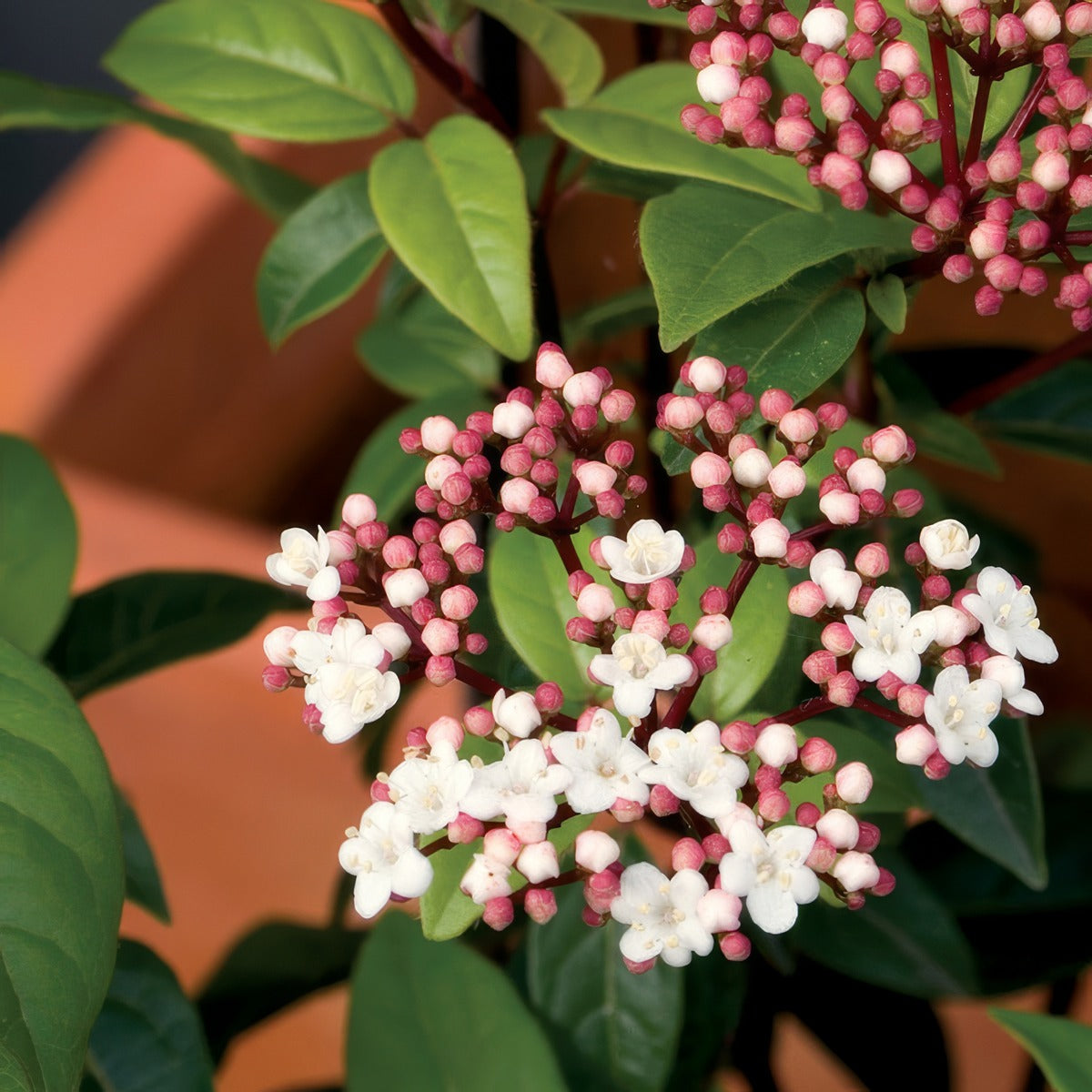 Viburnum Anvi Flower - Garden Express Australia