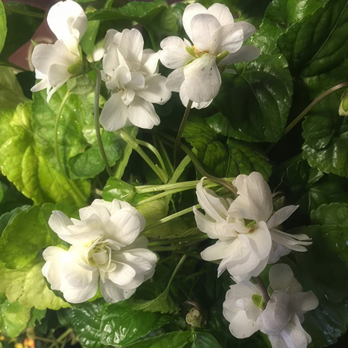 Viola Conte Di Brazza 15 - Garden Express Australia