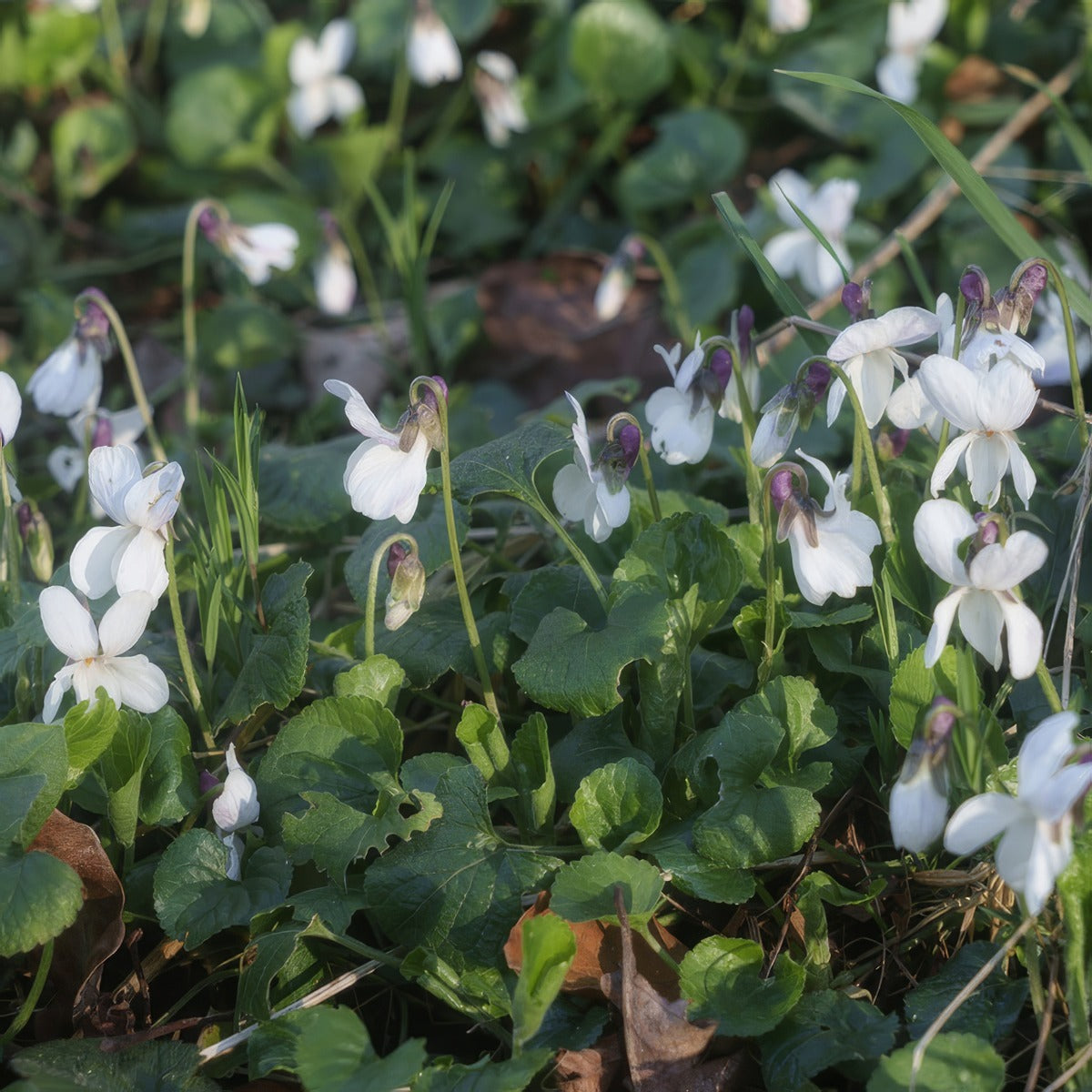 Viola White - Garden Express Australia