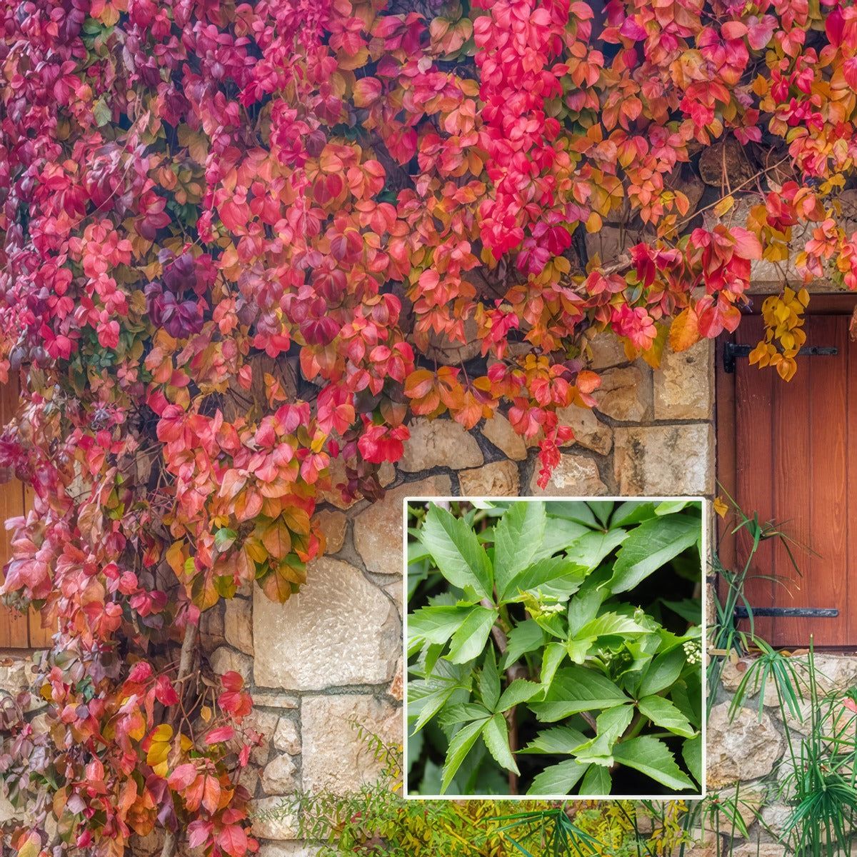Virginia Creeper P14vircre - Garden Express Australia