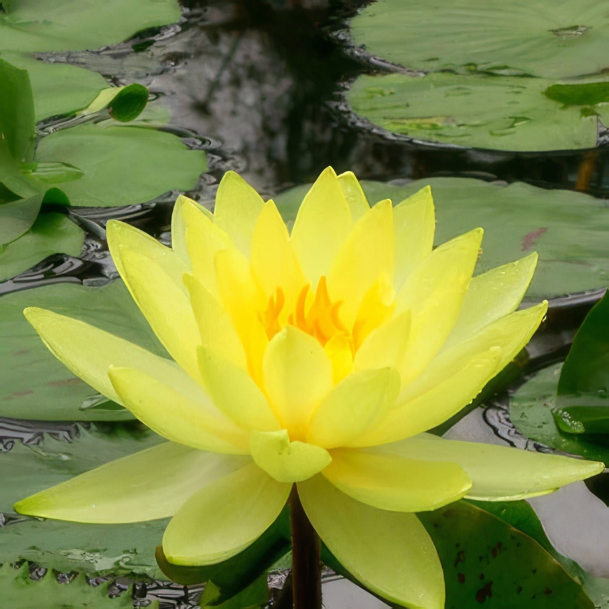 Water Lily Chromatella Pkwlichr - Garden Express Australia