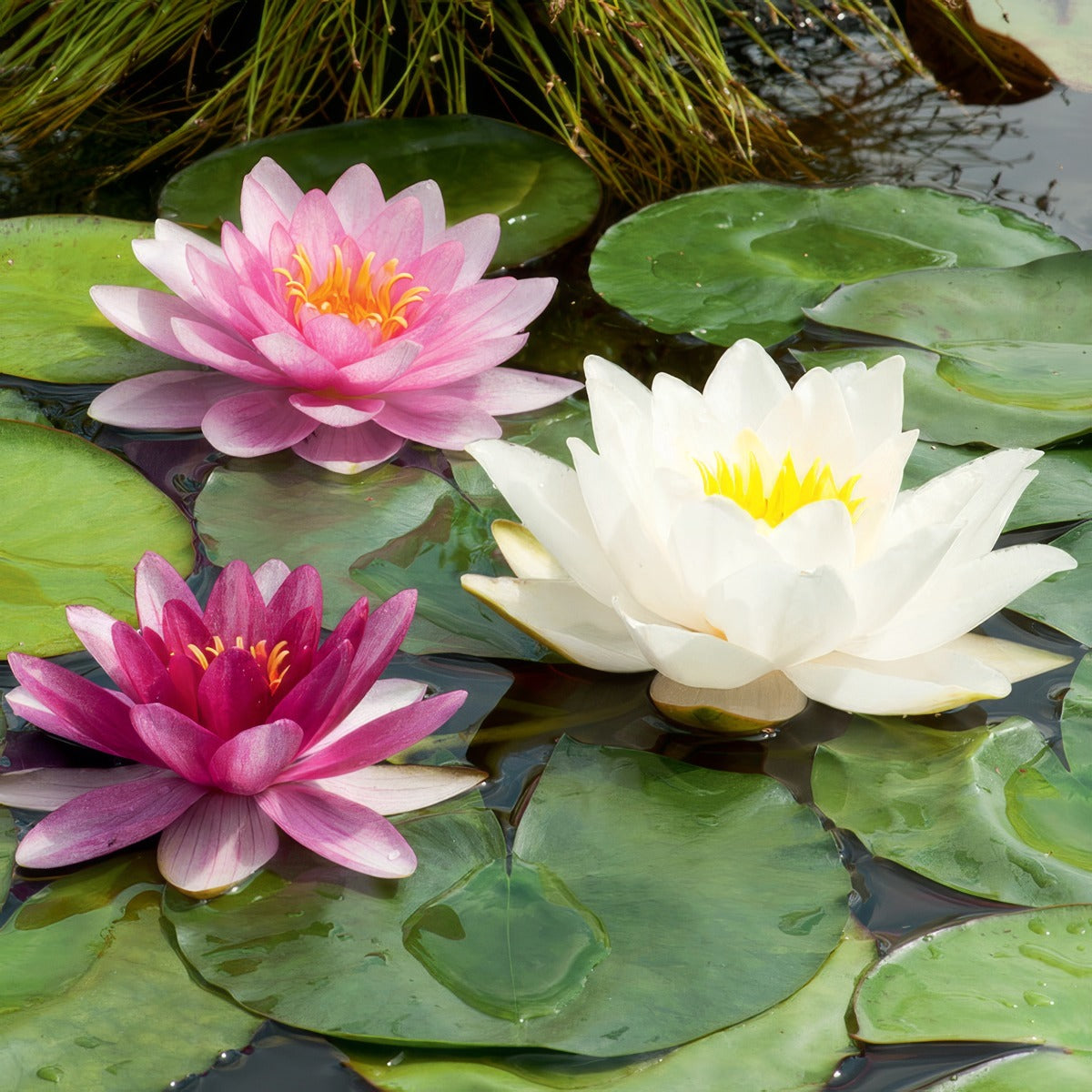 Water Lily Mixed Pkwlimxd - Garden Express Australia