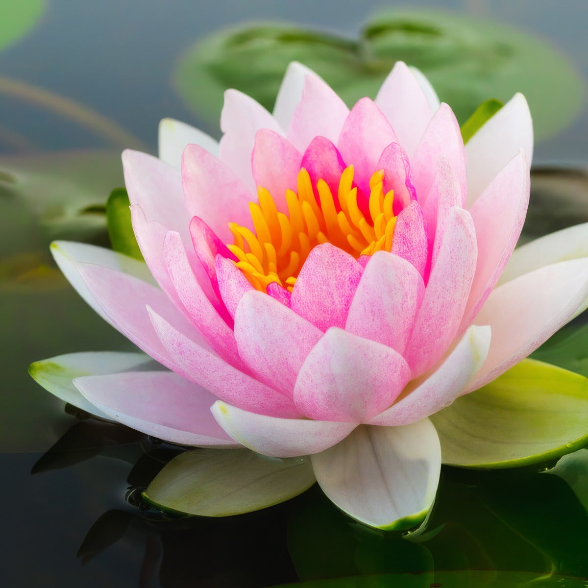 Water Lily Norma Gedye 2024 Pkwlinge - Garden Express Australia