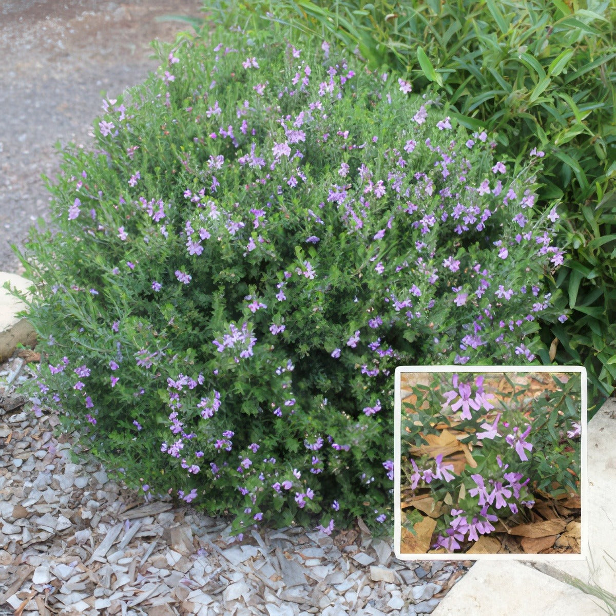 Westringia Blue Gem Lpowesbge - Garden Express Australia