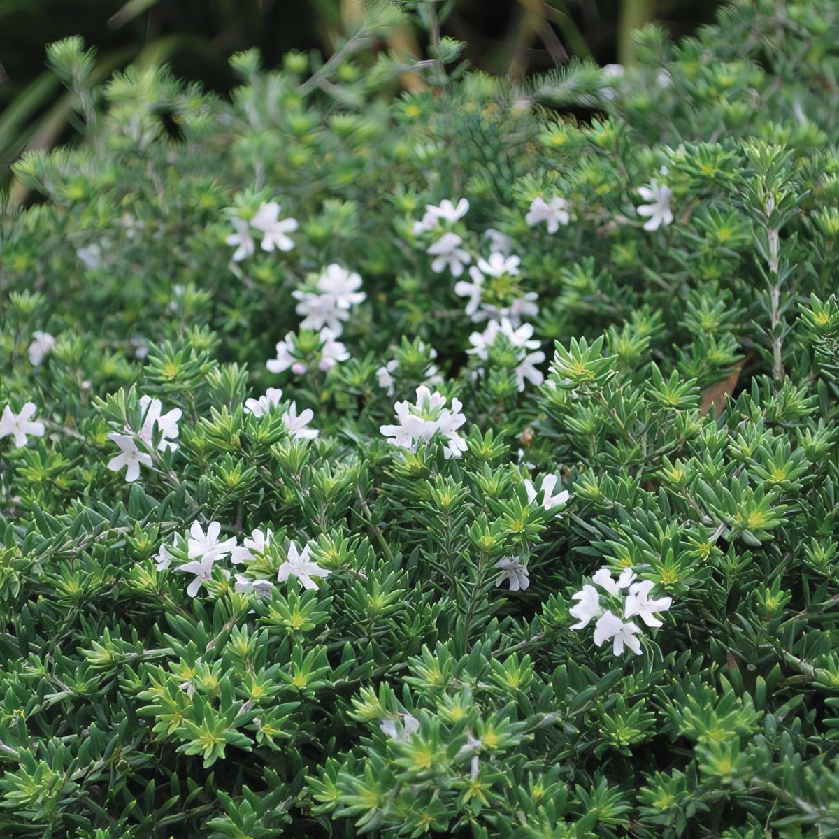 Westringia Jervis Gem Lpowesjge - Garden Express Australia