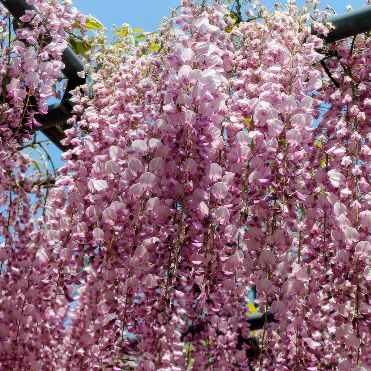 Wisteria Rosea Pink Japanese - Garden Express Australia
