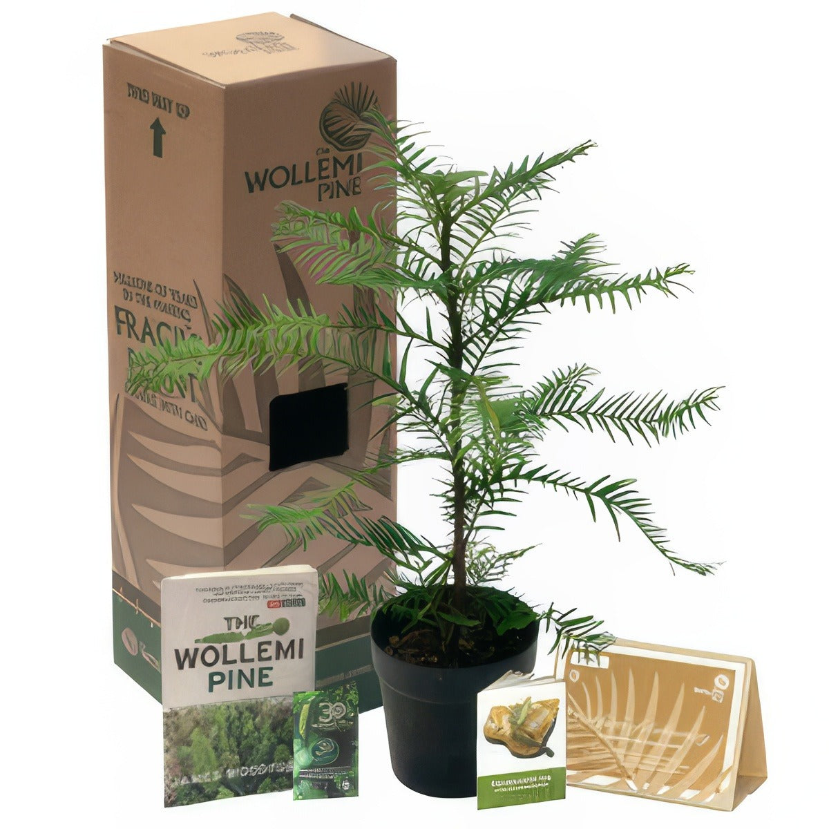 Wollemi 150mm Bonus - Garden Express Australia