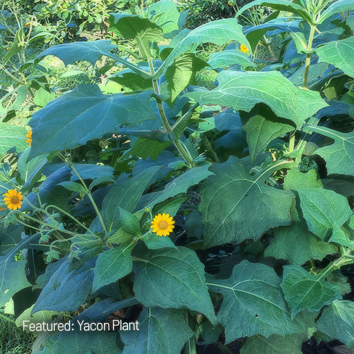 Yacon Plant - Garden Express Australia