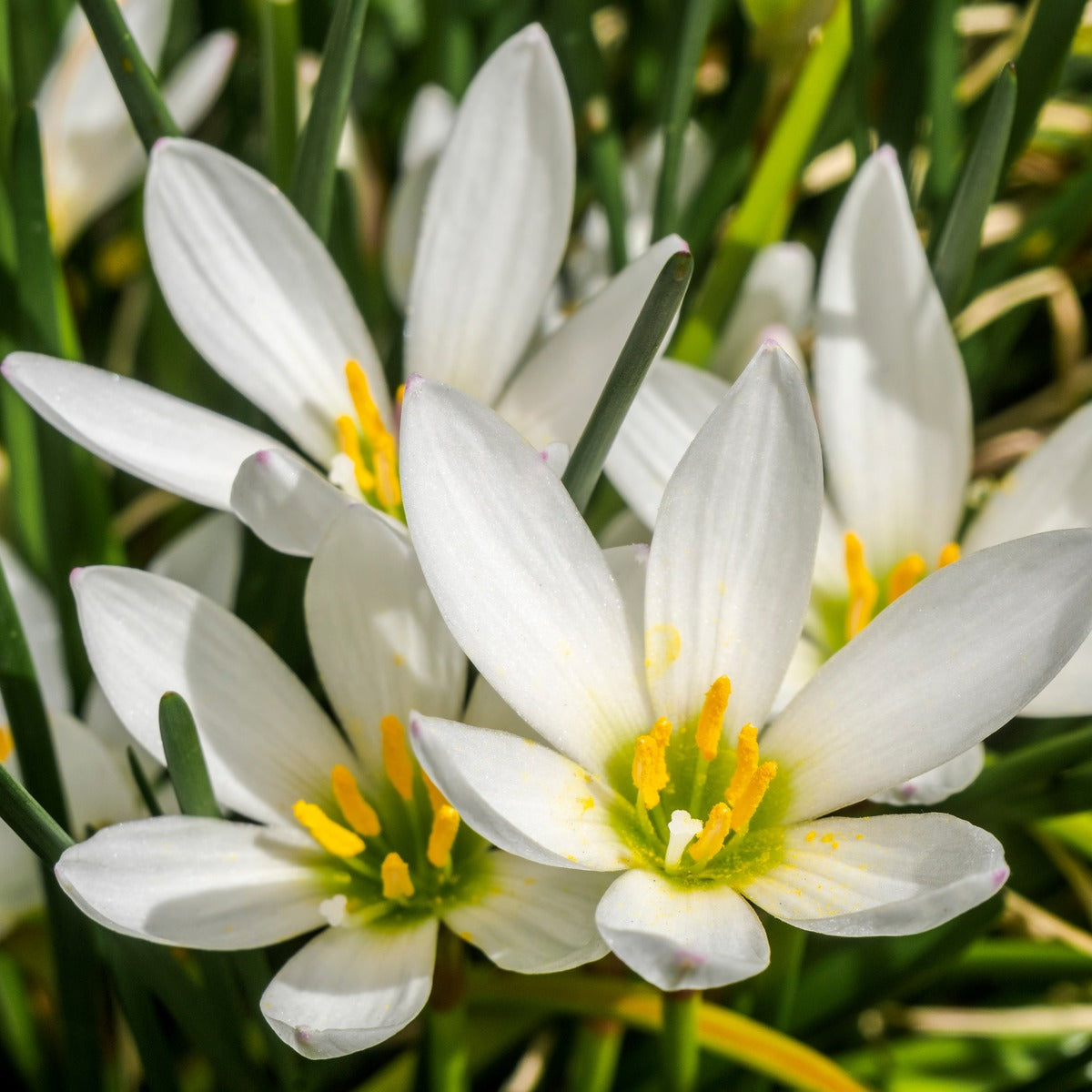 Zephyranthes White 2 Pkzepwhi 2025jpg - Garden Express Australia