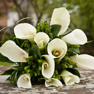 CALLA LILY DWARF IVORY GEM - Garden Express