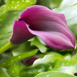 Calla Lily Merlot - Garden Express