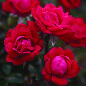 double knockout rose floribunda