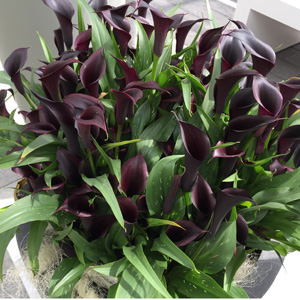 CALLA LILY HOT CHOCOLATE - Garden Express