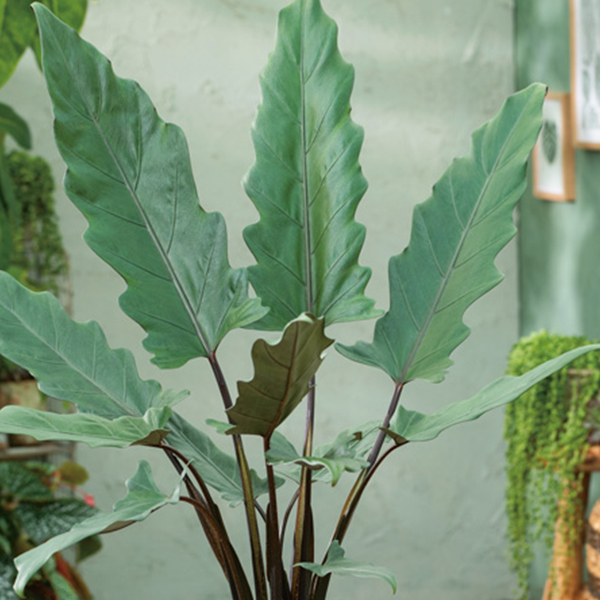 Alocasia Lauterbachiana Garden Express