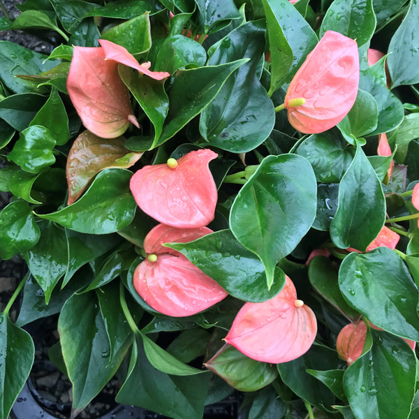 Anthurium Peach Garden Express