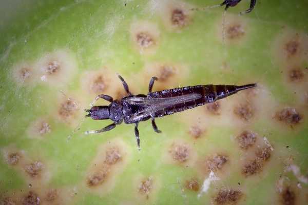 Thrips on Roses